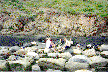 [Photo of a goup of Ixies sunbathing]